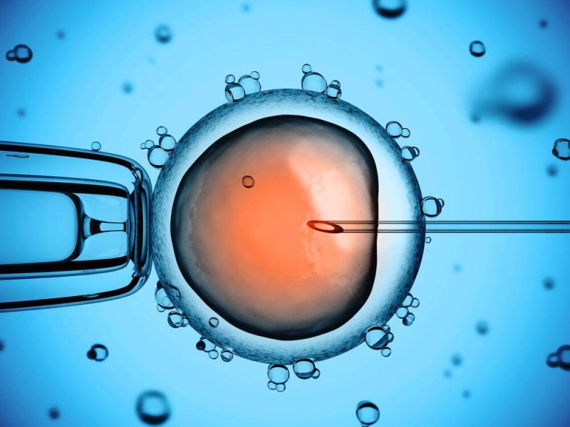 human embryo editing