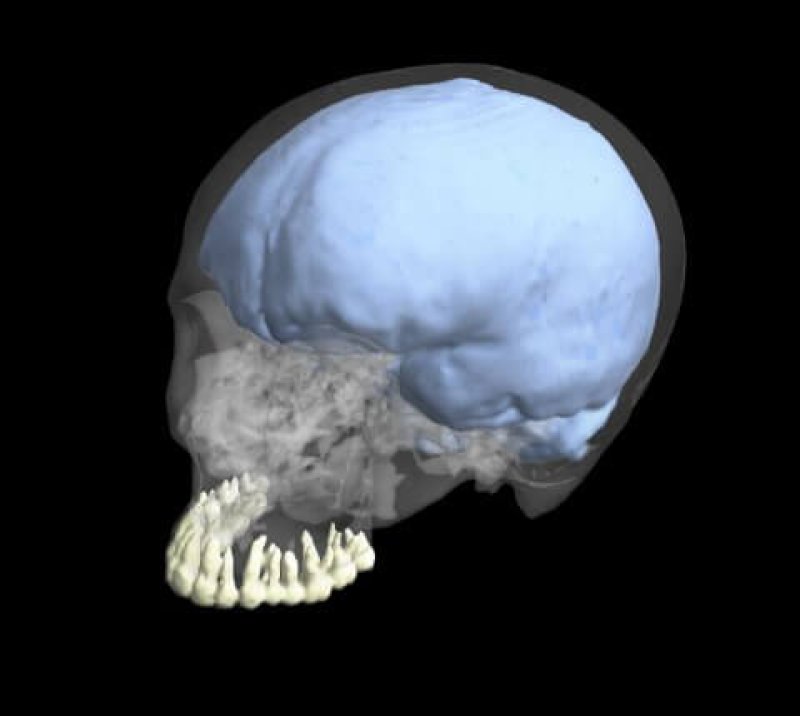 human evolution brain teeth
