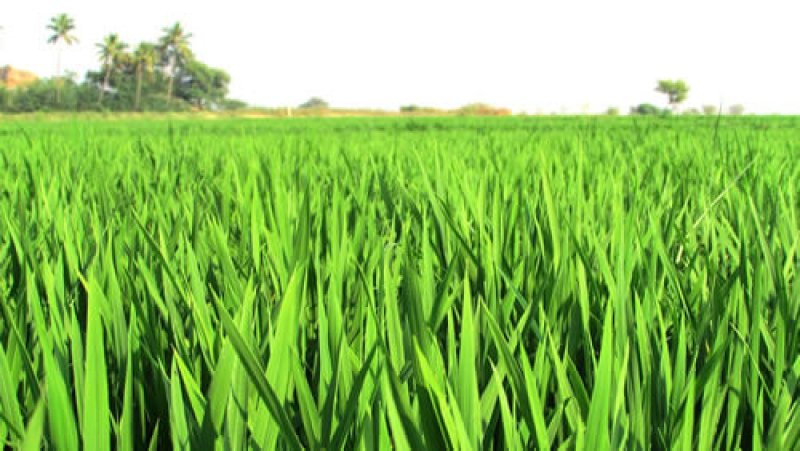 hybrid rice plants