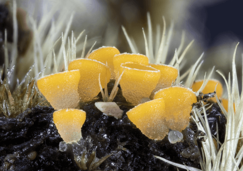 Drug-resistant ‘Last of US’ like ‘super fungus’ lurking in the Himalayan mountains
