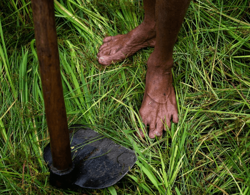 Without fertilizer, the 1-acre farm of Wasala Mudiyansalage Walamaga Gedera
Weerakoon Banda, 66 years outdated, not produces sufficient rice for his household, not to mention to promote. He grows quite a lot of crops now, usually going to village gala’s to promote his greens, and works as a day laborer for a bit further money. Credit: Deepti Asthana/The Wall Street Journal