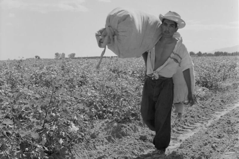A man harvesting cotton in Torreón, Mexico. Credit: Eugene V. Harris/Clarence W. Sorensen Collection/American Geographical Society Library