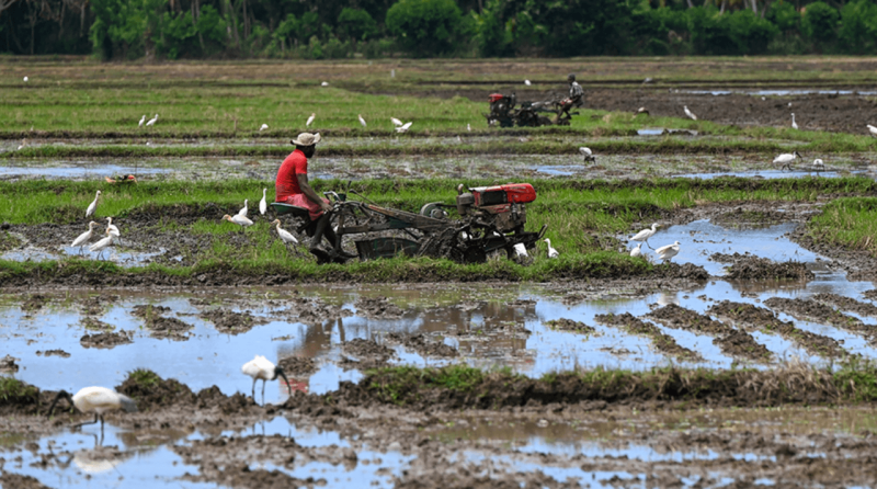 Sri Lanka’s misguided transition to organic farming in 2021-2022 utterly failed, resulting in a drastic fall in food production and widespread social upheaval.