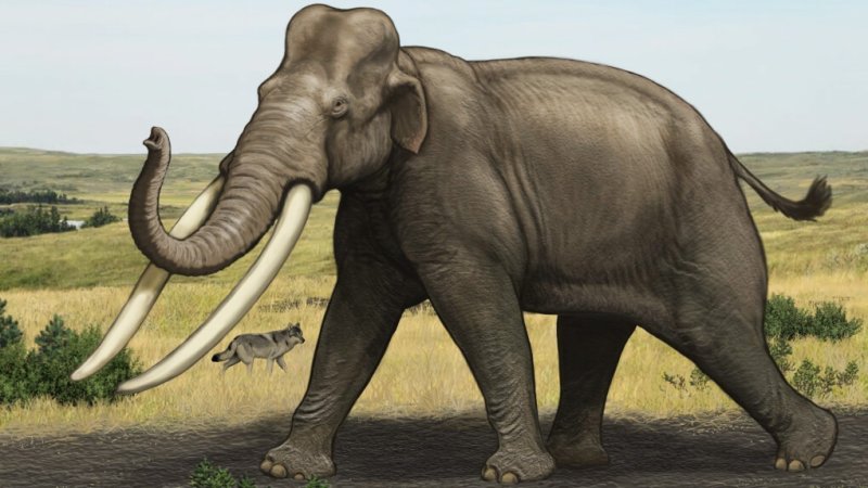 Greta could be the first wooly mammoth-elephant hybrid—and the loneliest animal  in the world - Genetic Literacy Project