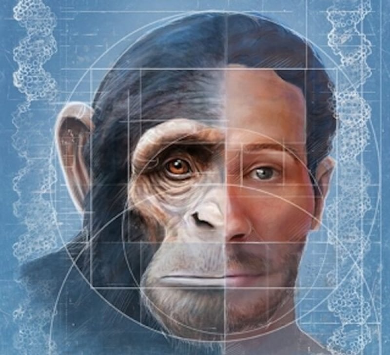 Humanzee Creating labproduced humanchimpanzee hybrids would be