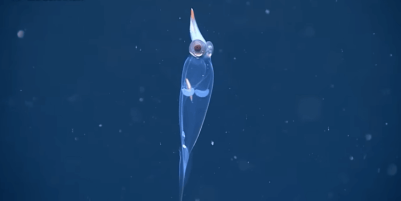 Video: Glass, see-through squid with red eyes and a demon-like head swims in the deep off the coast of Alaska