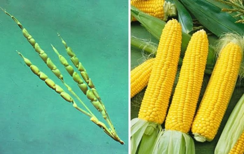 This a crop that not only does not exist in the wild, but could not exist in the wild': Modern corn is humanity's creation, for mostly better and some worse - Genetic