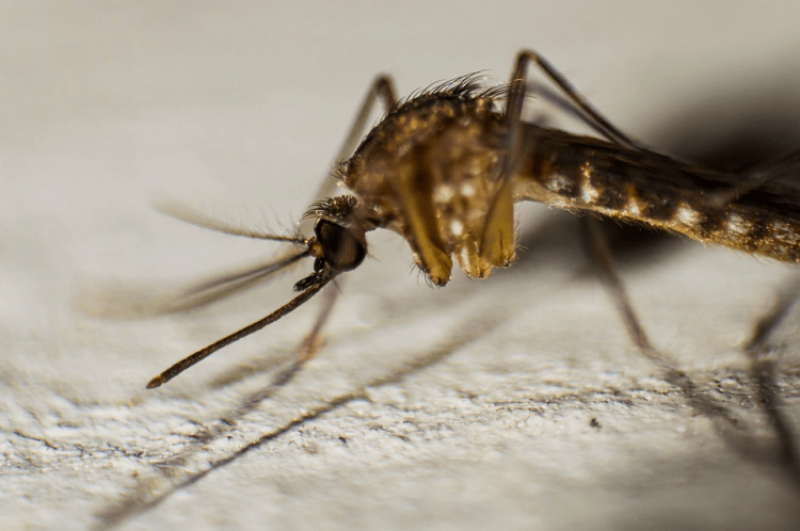 ‘Magic bullet or genetic atom bomb?’: Exploring potential unintended consequences of using gene drives to eradicate disease-spreading mosquitoes