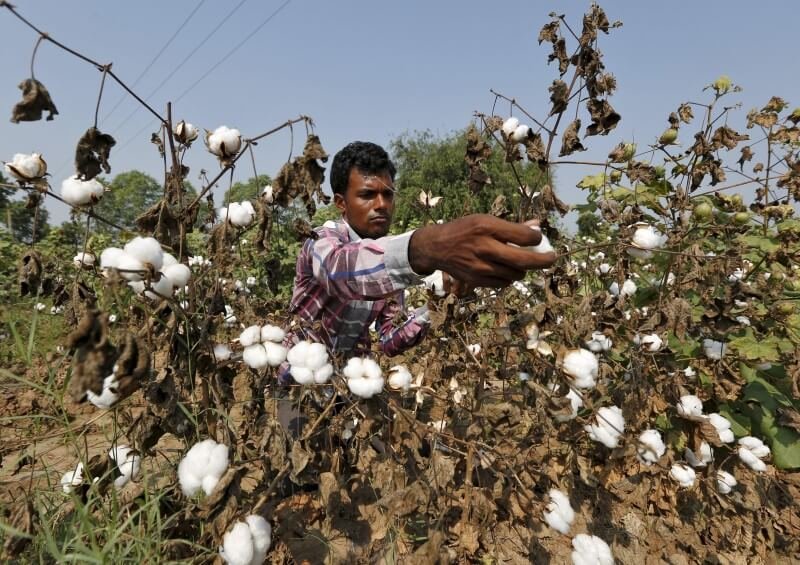 india not scared if monsanto leaves as gm cotton row escalates