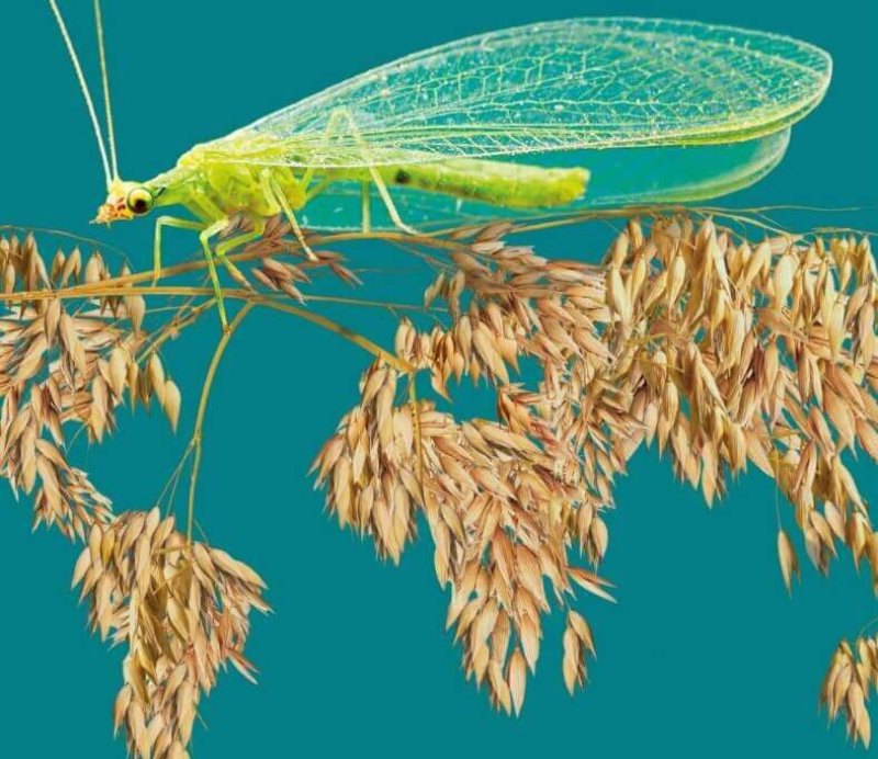 Credit: Insect Atlas
