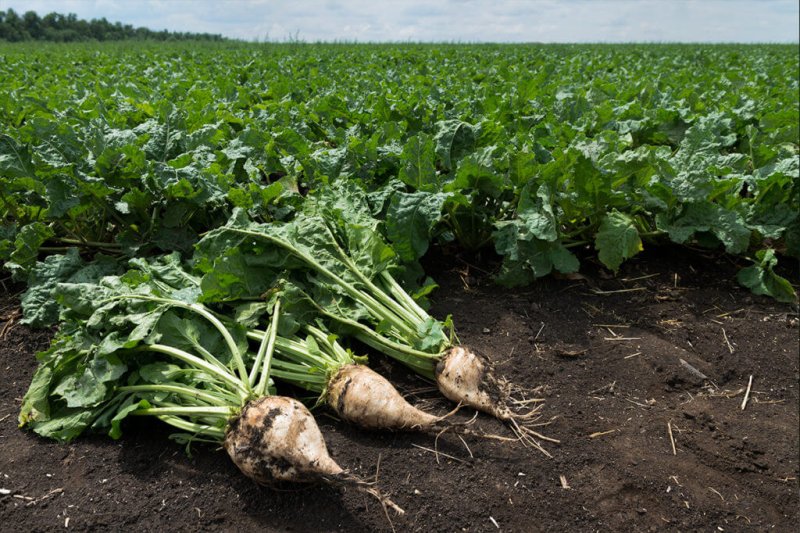 Genetically modified sugarbeets. 
 Credit: Luther Markwart