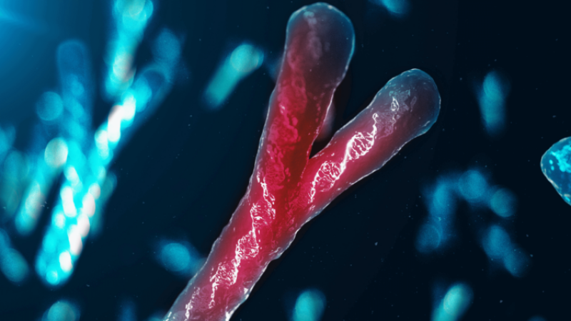 why the Y chromosome is missing