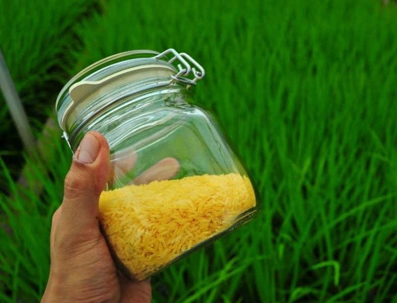 Golden rice has a distinct appearance. Credit: IRRI