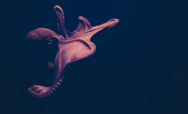 How octopi can edit their own RNA to rapidly respond to environmental changes