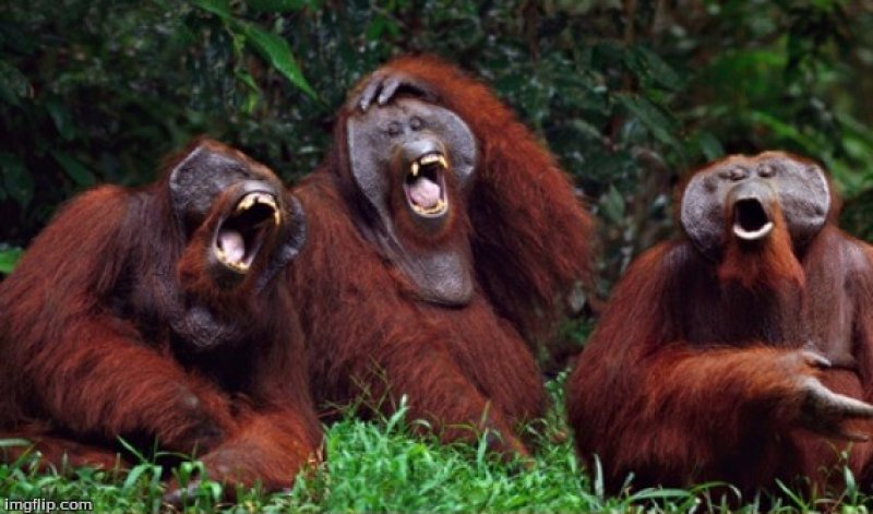 animals laughing like humans