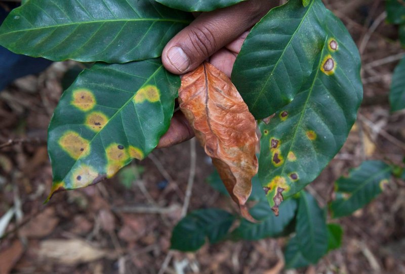 Coffee leaf rust is caused by fungus, damaging production. Source Janet Jarma