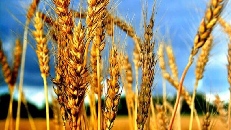 japan calls for more gmo info before lifting us wheat ban strict xxl