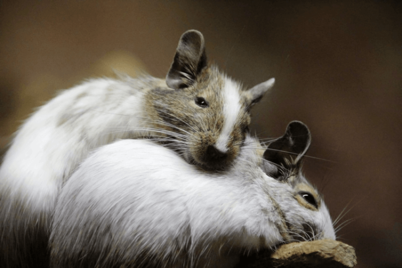 Offspring born from two males: Now that it’s happened in mice, what are the prospects for humans?
