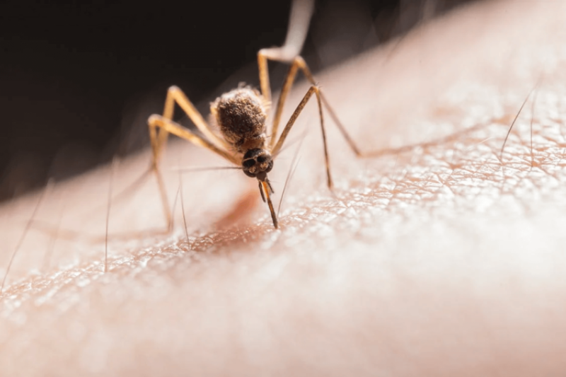 Every minute, a child under 5 dies from malaria. Here’s how gene editing mosquitoes could quickly dramatically suppress disease-carrying populations