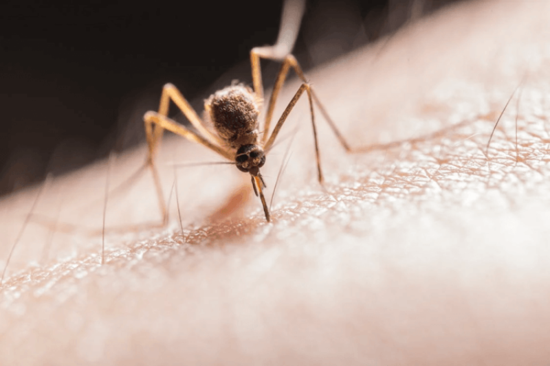 Every minute, a child under 5 dies from malaria. Here’s how gene editing mosquitoes could quickly dramatically suppress disease-carrying populations