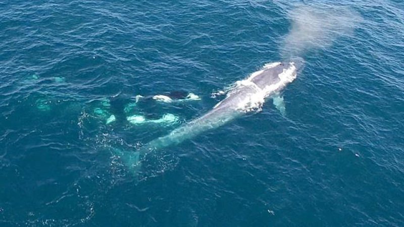 killer whales charge blue whale vin spd x