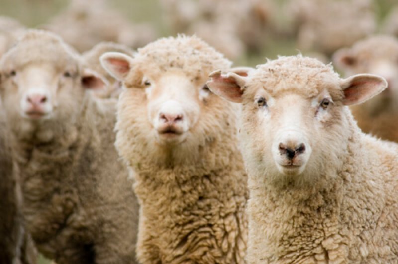 Dolly and other animals cannot be patented says court, rattling cloning  proponents - Genetic Literacy Project
