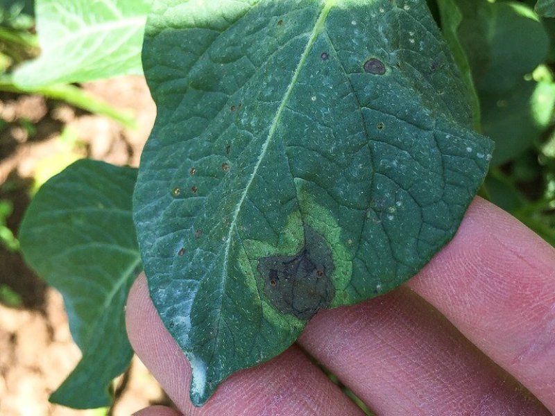 'Late blight' - a disease threatening potato crops. Credit: Andy Robinson