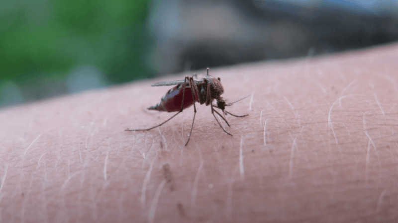 Backward slide for malaria: 16 million more cases in 2022 than before the pandemic