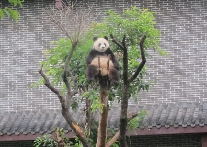 livescience panda