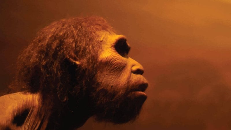 genetic mutation alters the cognition of early humans
