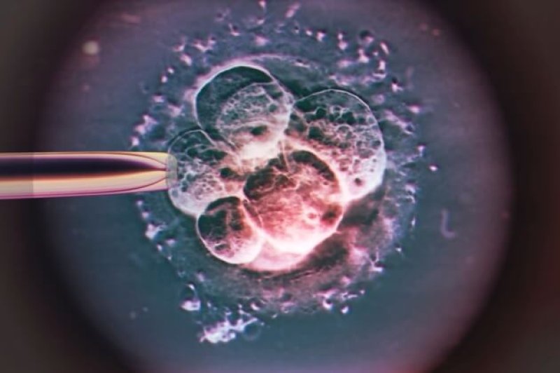 low C IVF embryo light micrograph SPL