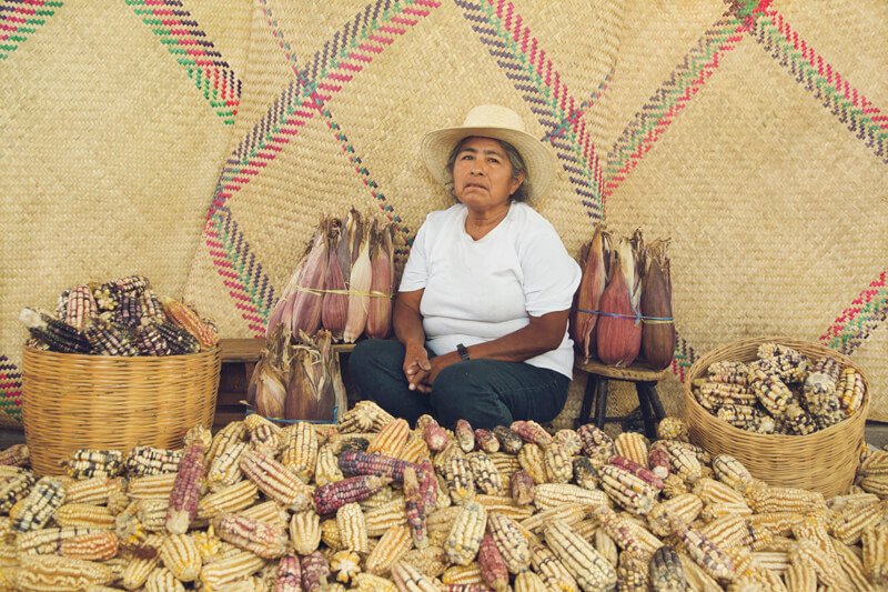 Prices for corn tortillas would rise 30% in the first year of the ban and 42% the second year, worsening food security and reducing consumer spending across Mexico’s economy. Credit: Fernando Laposse