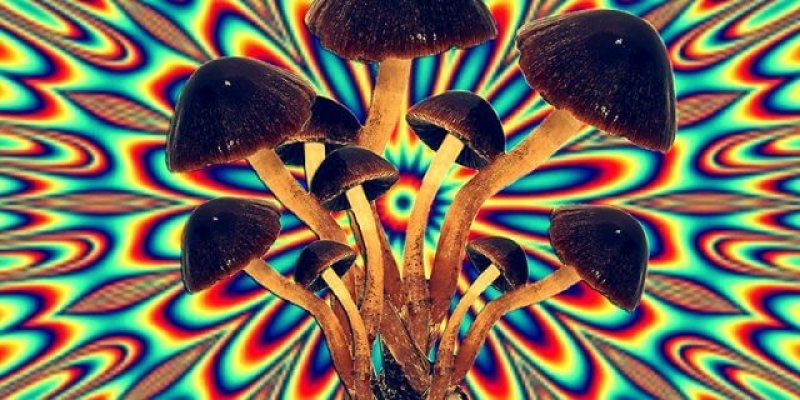 magic mushrooms x