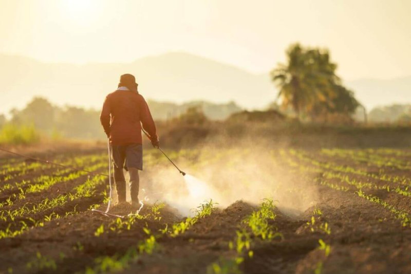 man-spraying-paraquat-in-field-1024x683
