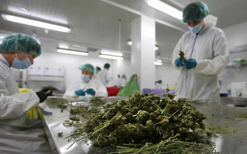 marijuana pesticidetesting