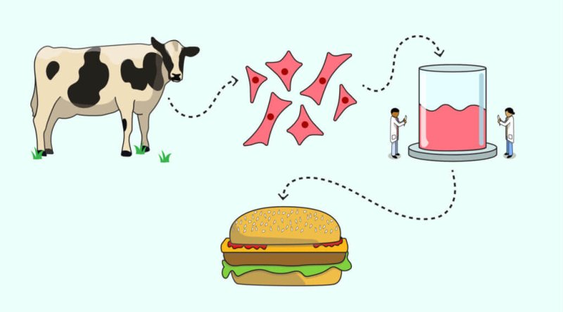 Some studies suggest cultured meat produces 96% fewer emissions than conventional methods, this article pushes back on those claims and highlights other drawbacks. Credit: Matt Niederhuber