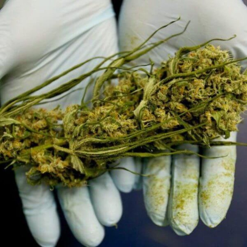 medical marijuana x e