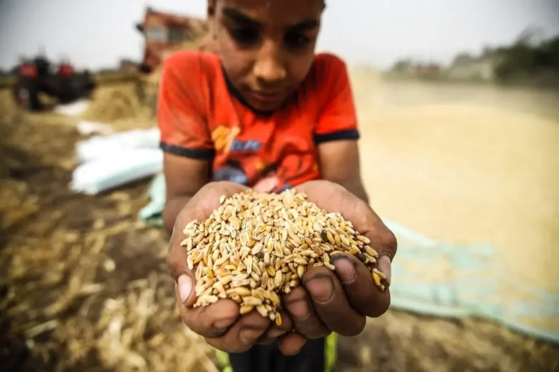 Egypt has an enormous population and great need for food staples like wheat. Credit: AFP