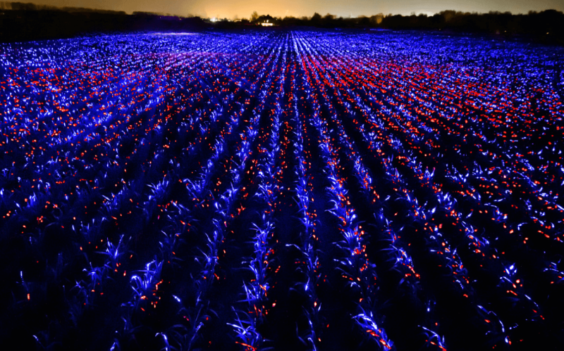 The field of leek in the Netherlands where GROW is trialling its ‘light recipe’. Credit: GROW/Ruben Hamelink/Daan Roosegaarde