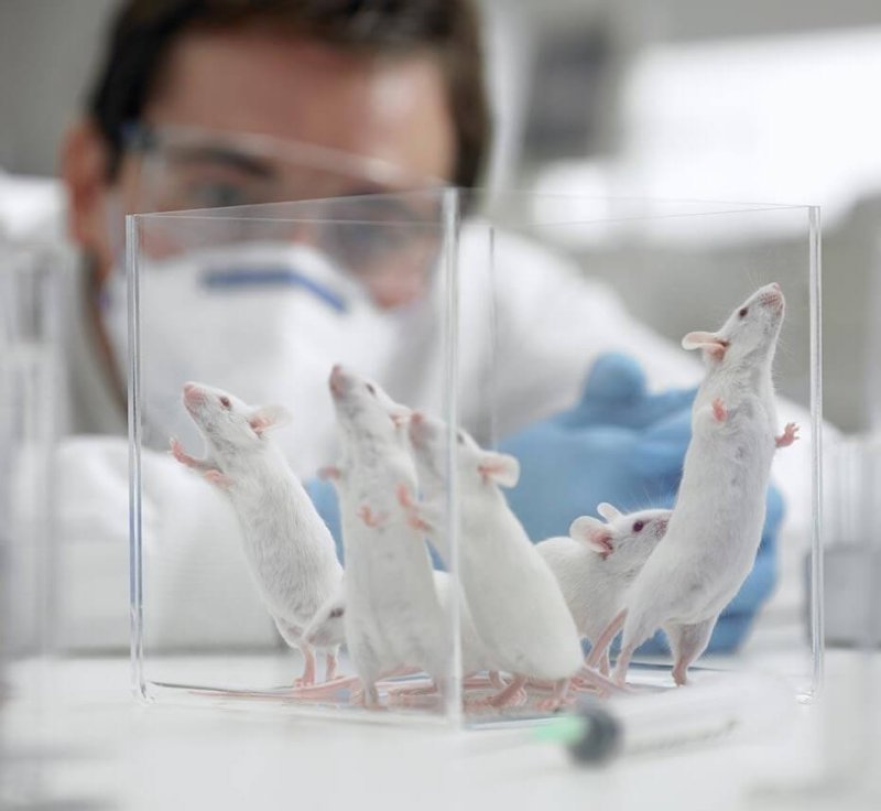 mice laboratory