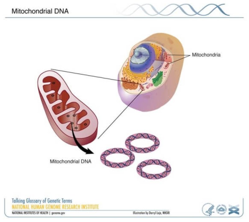 mitochondrial dna NHGRI