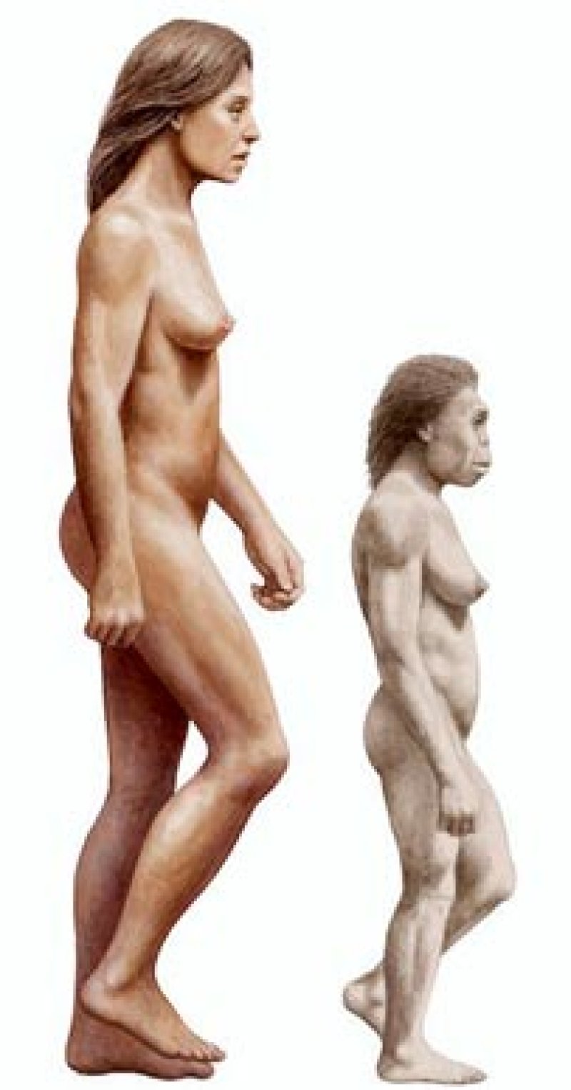 modern human comparison homo floresiensis