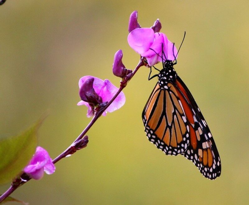 monarch butterfly
