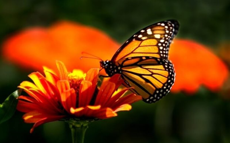 monarch b