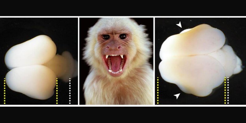 A comparison of two marmoset monkey brains at the same stage of development. The left brain is that of a normal monkey, while the right has the expression of the human gene ARHGAP11B. Credit: Heide et al./MPI-CBG/Getty Images