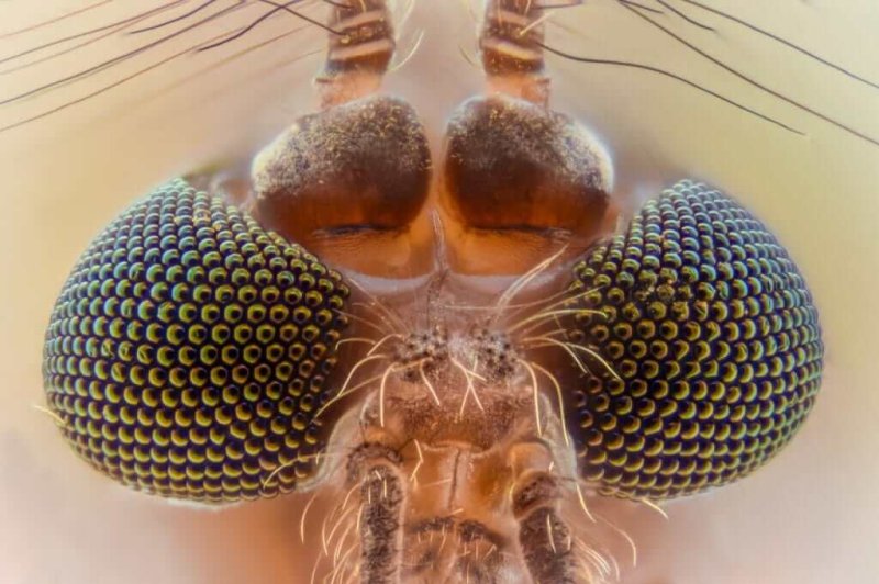 Compound eyes of a mosquito. Credit: Color Meanings