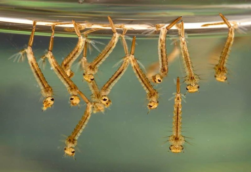 Mosquito larvae. Credit: Unhappy Hipsters