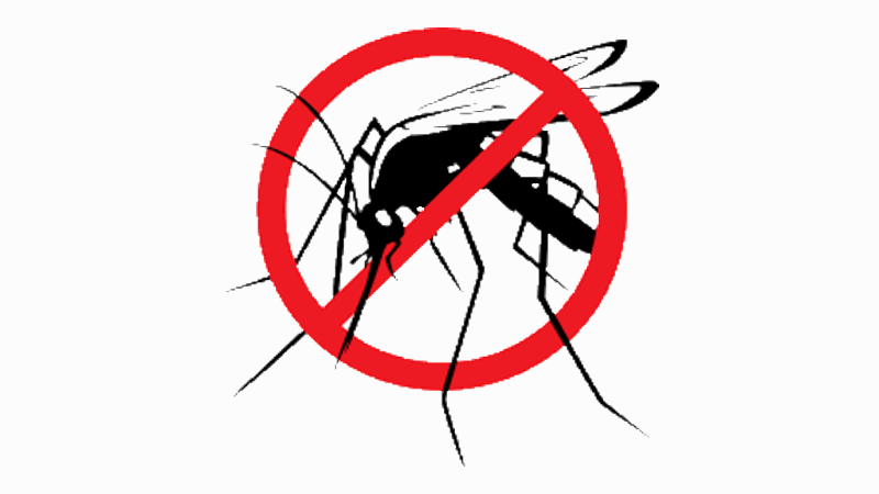 mosquito no