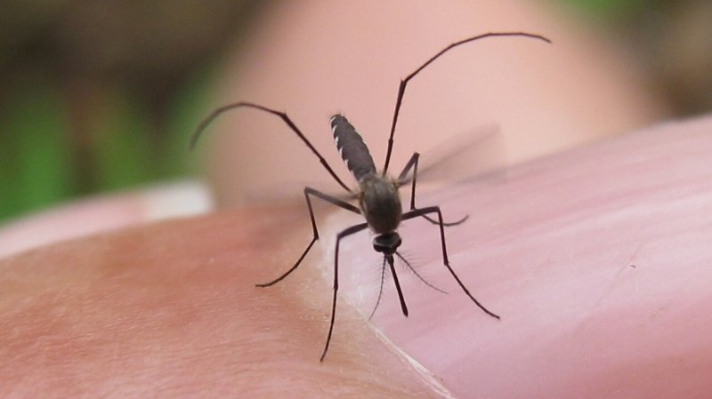 mosquito ver
