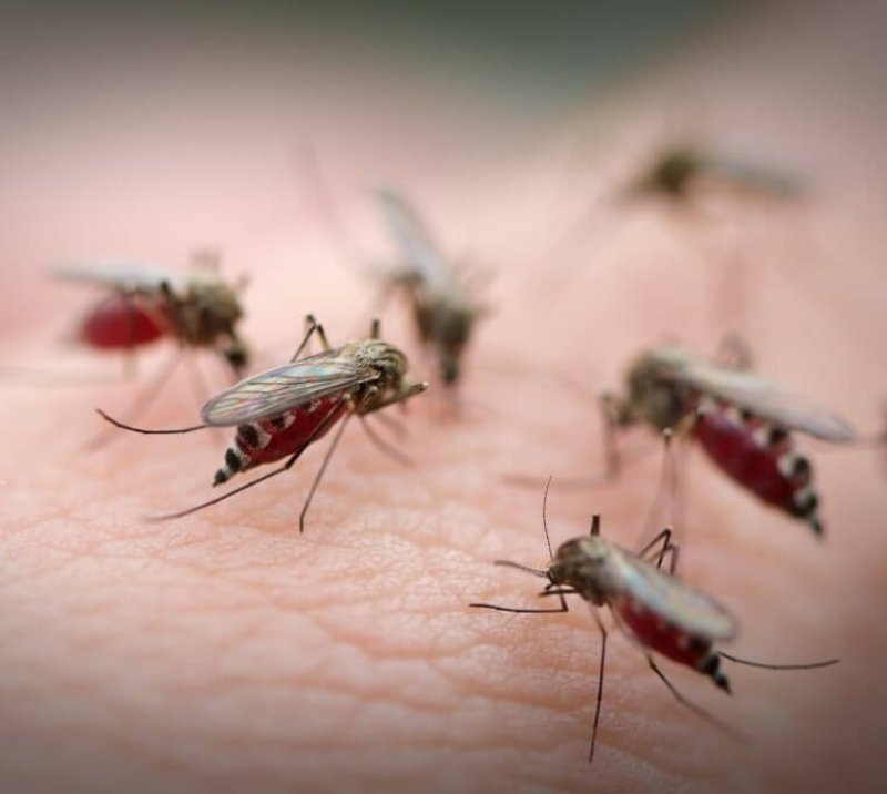 mosquito swarm Wilmington Myrtle Beach
